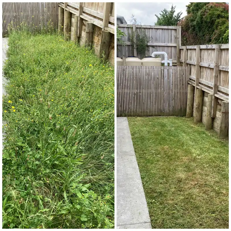 Before and after weed clearing in Hamilton