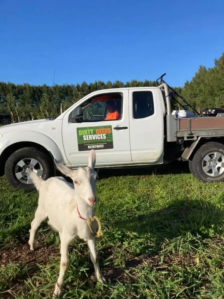 Dirty Deeds Services truck with a goat on a rural Waikato property