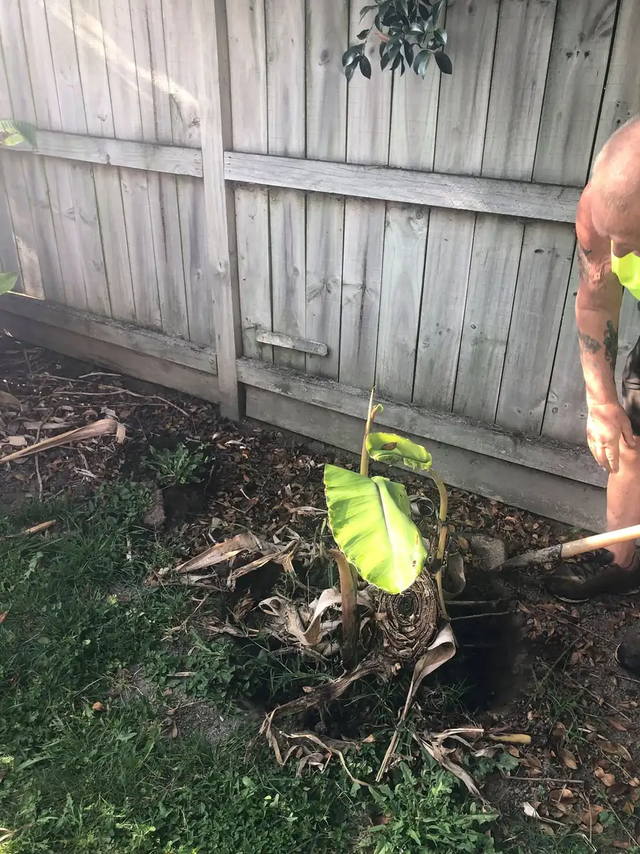 Garden and section clean-up in Hamilton