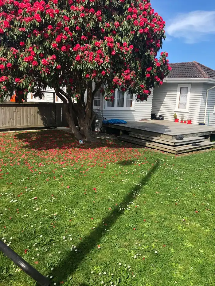 Garden lawn mowing under a flowering rhododendron in Hamilton